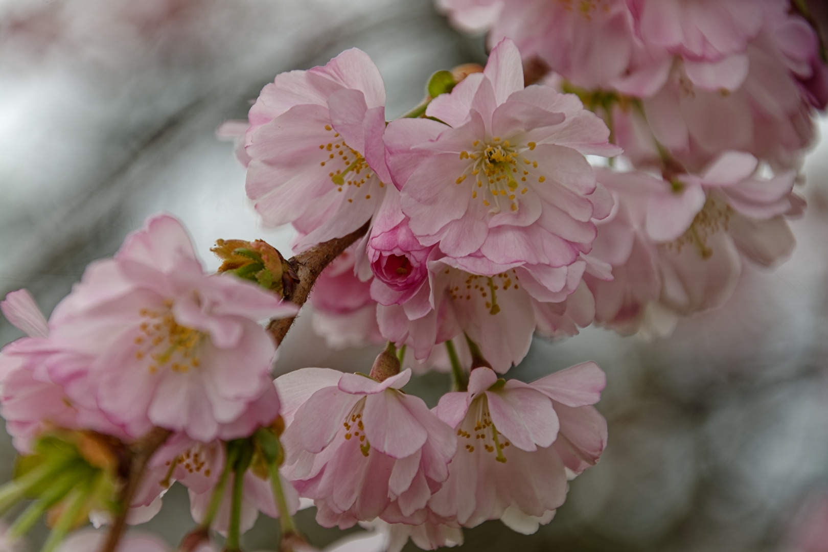 Kirschblüten