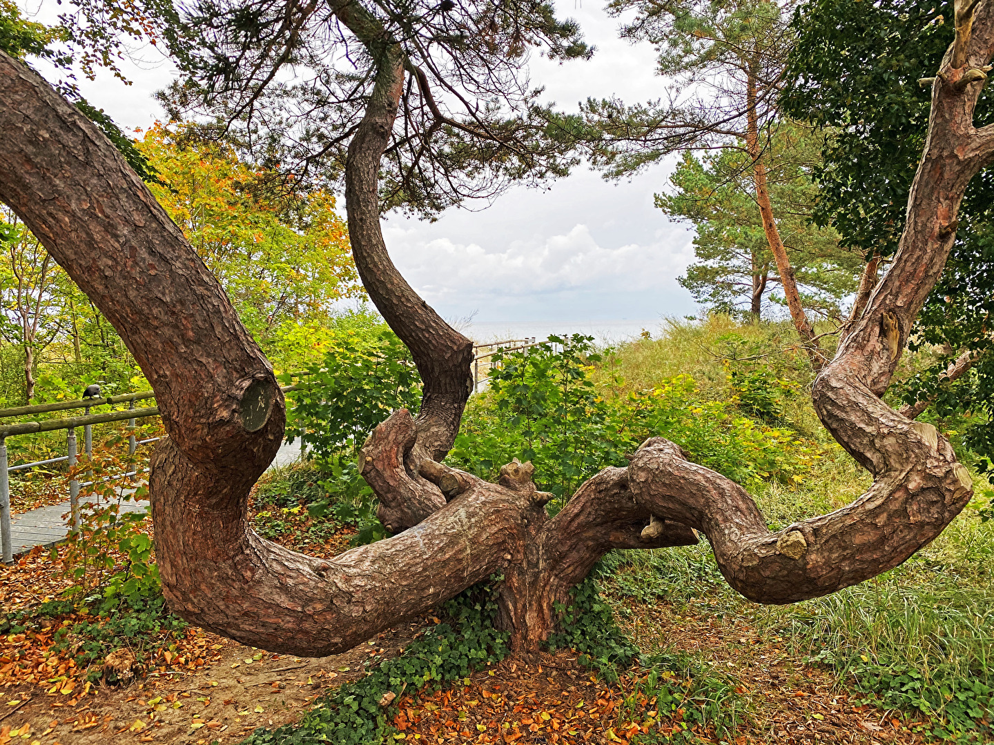 #Baum