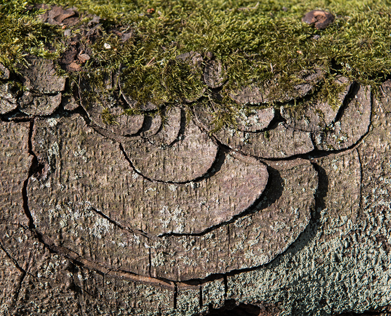 Mein Freund, der Baum