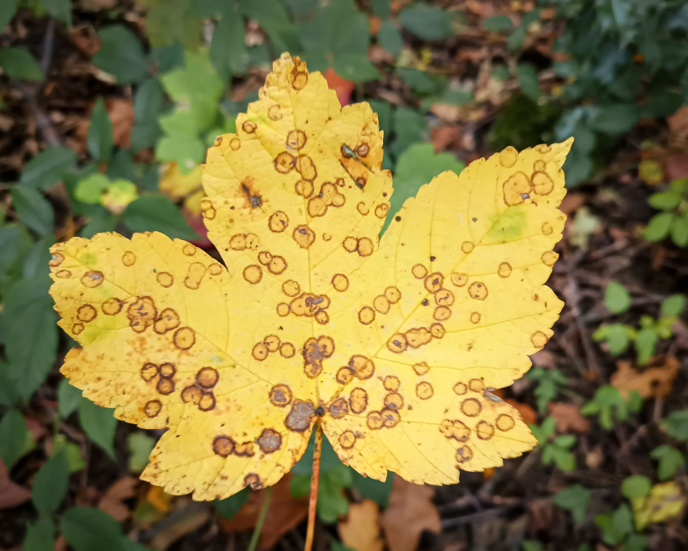 Herbstliches Blatt mit Kreisspuren.
