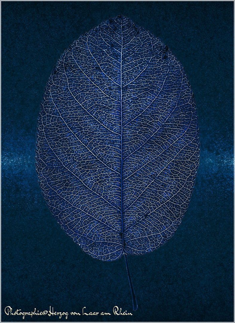 Die blaue Blattitius