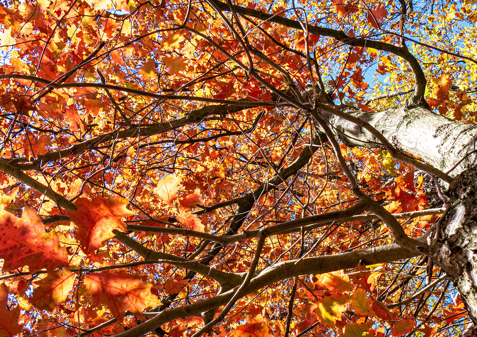 Perspektive eines Baumes im Herbst