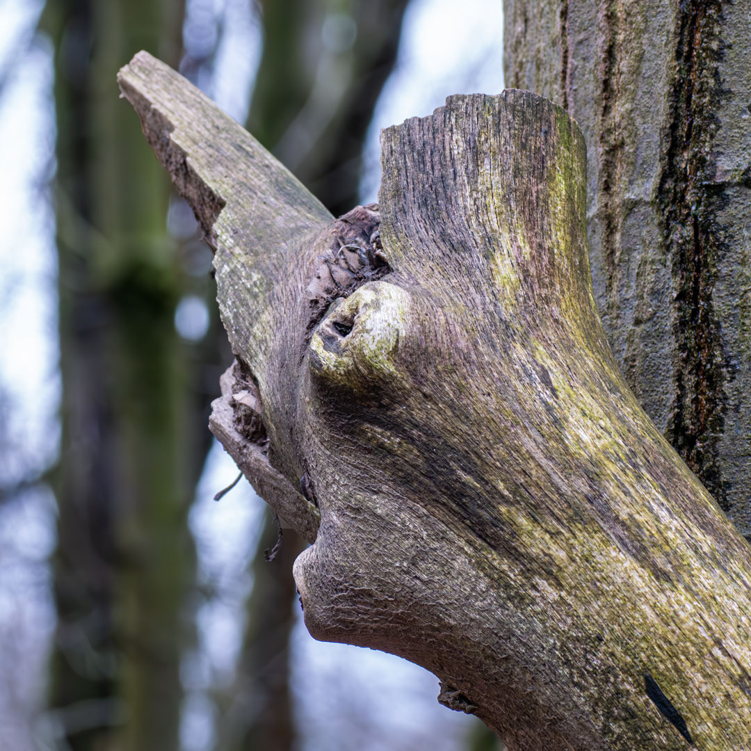 Abgebrochener Ast