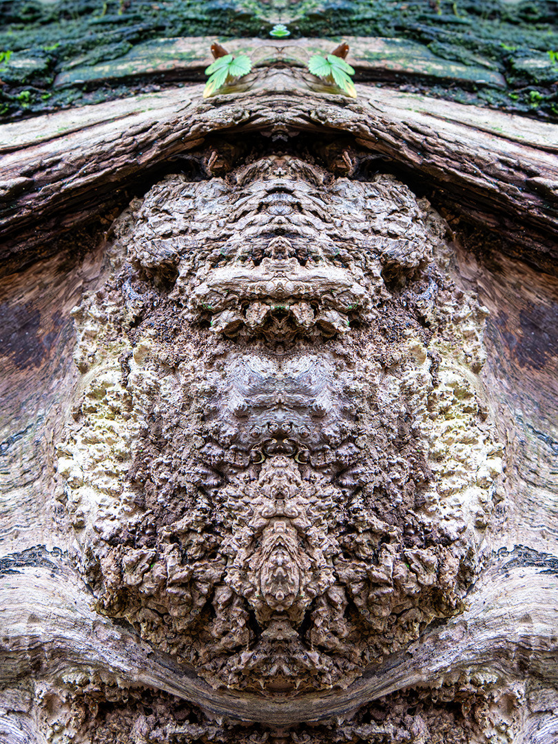Wucherung an einem Baumstamm (gespiegelt)