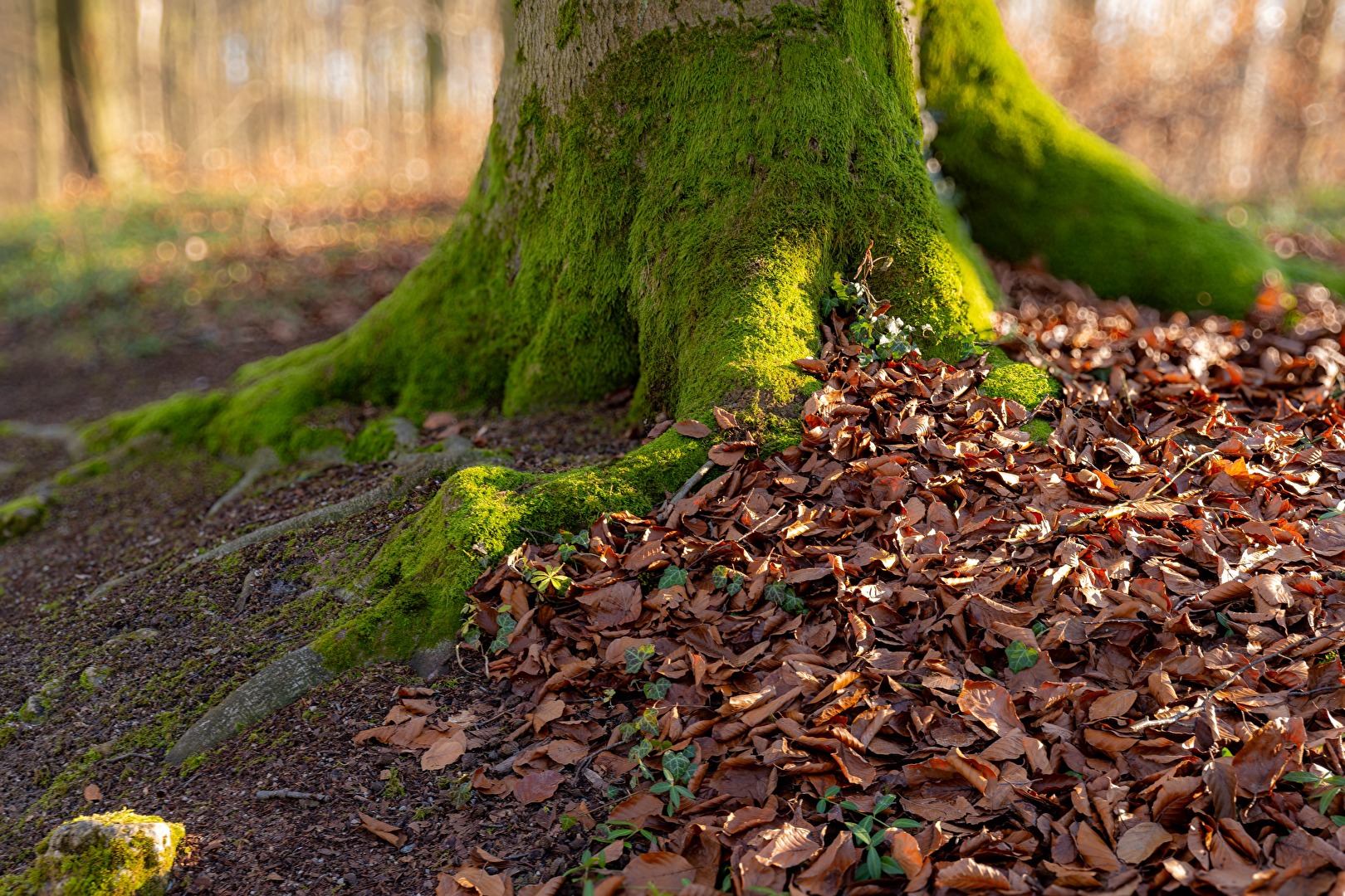 Nicht nur ein Baum braucht starke Wurzeln - der nächste Sturm kommt bestimmt!