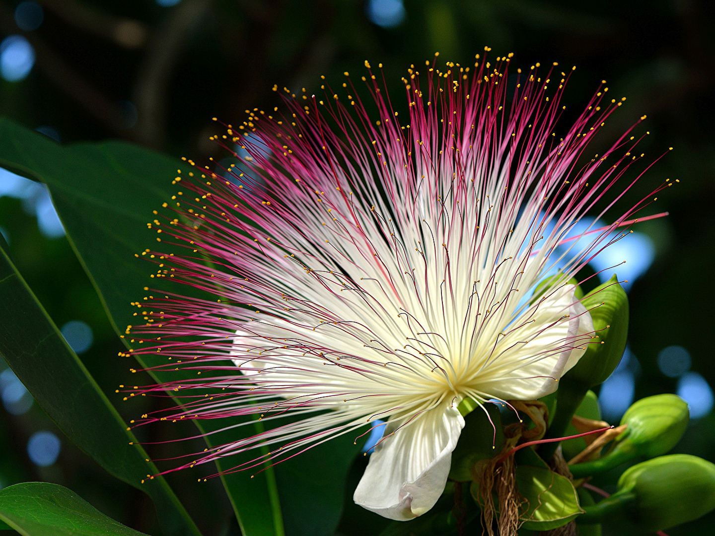 Blüte des Fischgiftbaums