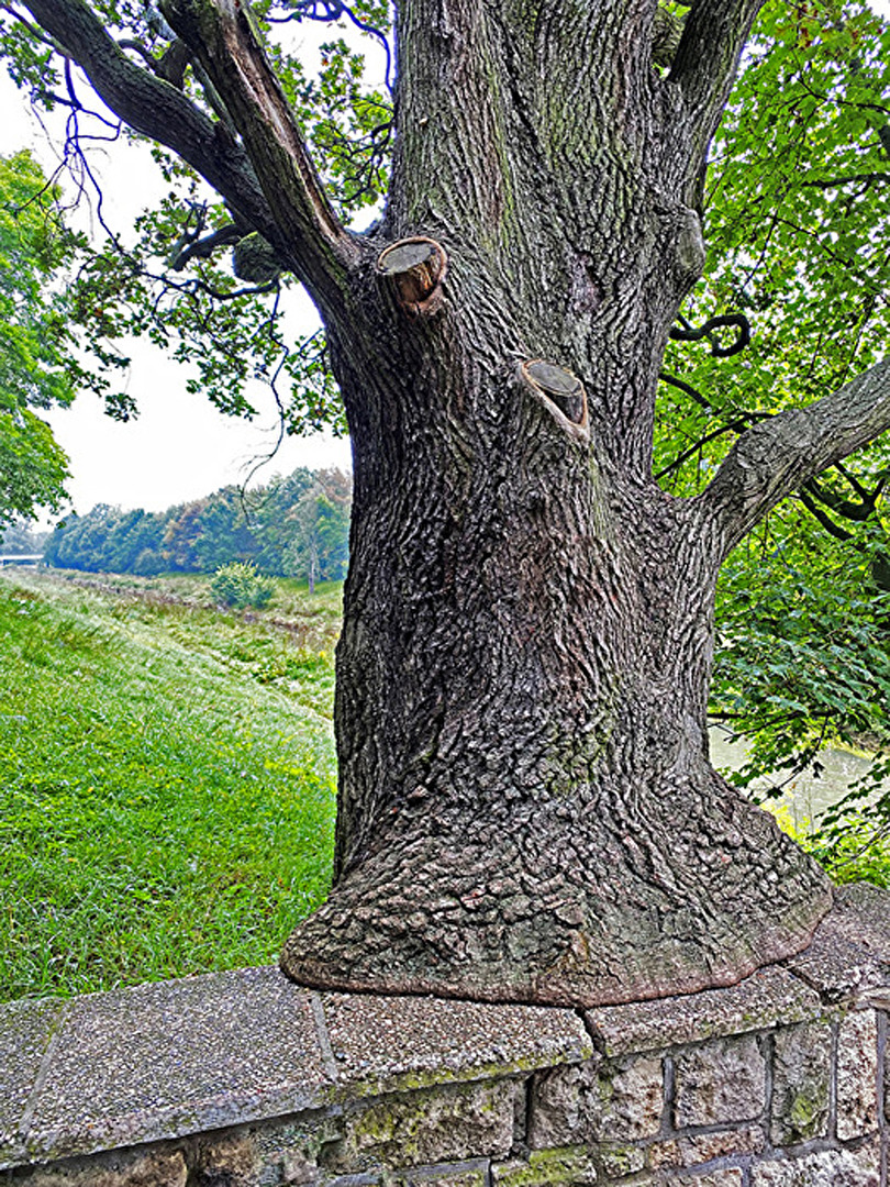 der #Baum ist schon alt, er muss sich erst mal hinsetzen...