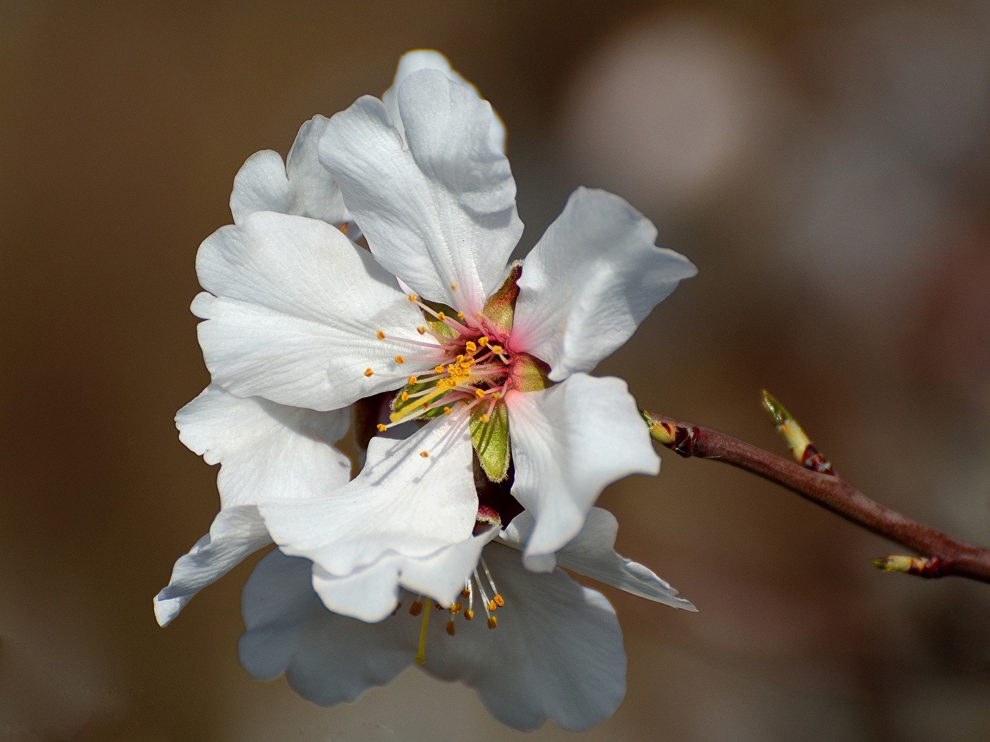 Mandelblüte