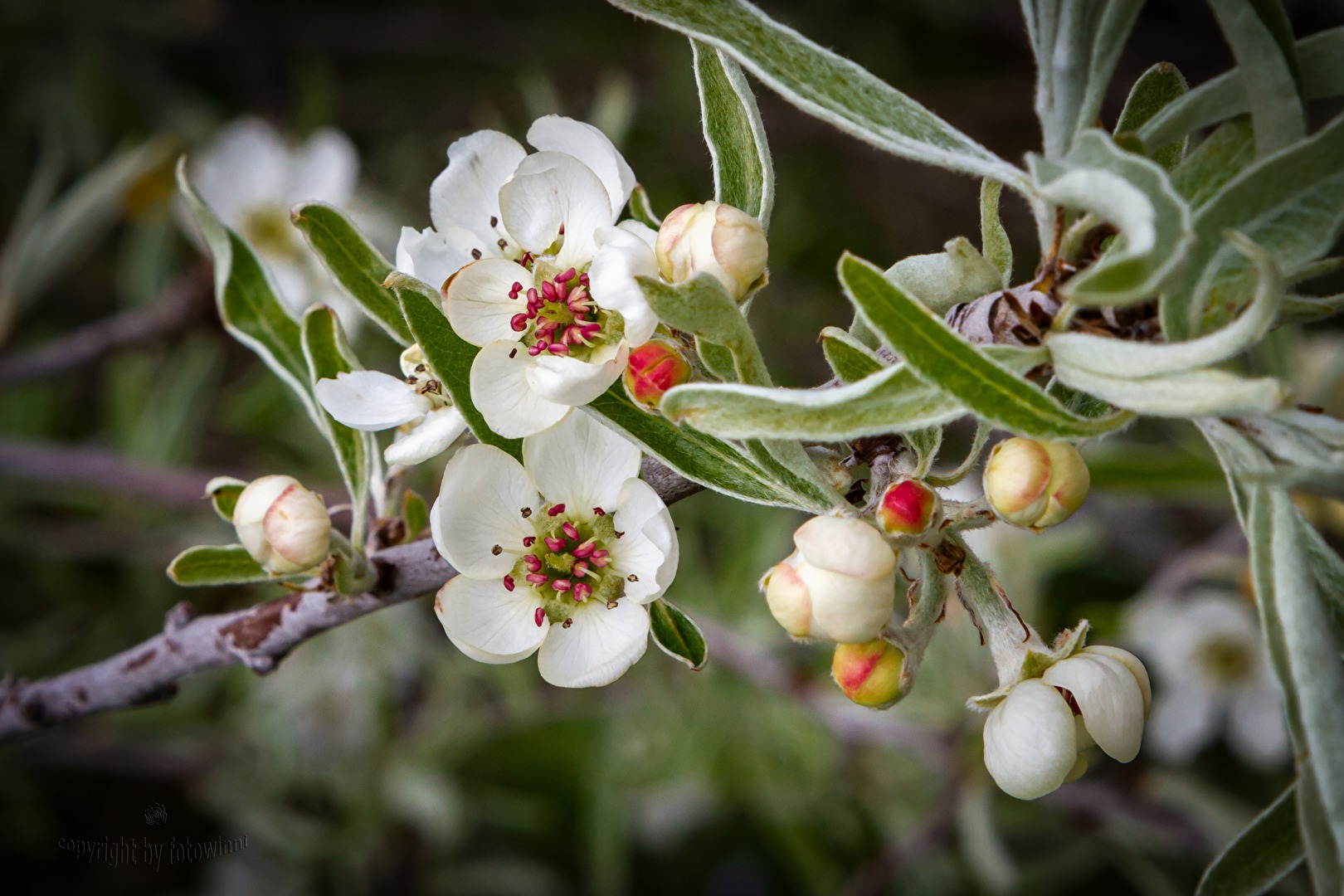 Blüten der weidenblättrigen Birne