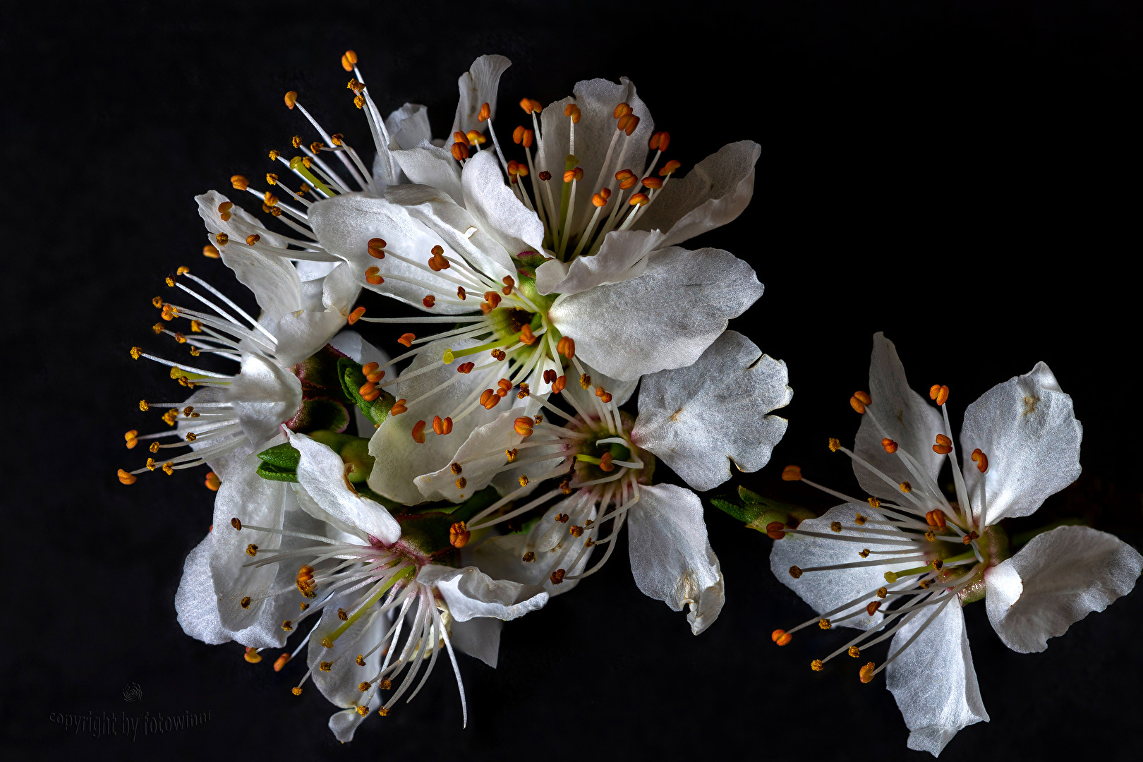 Mirabellenblüte