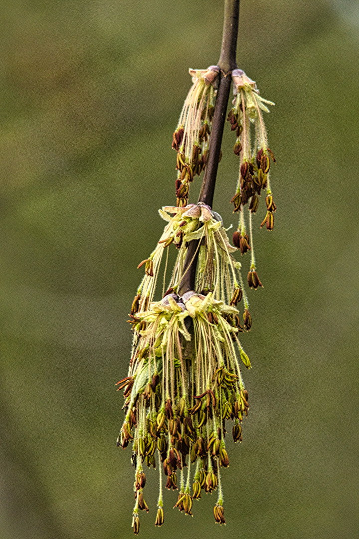 Baumdetails