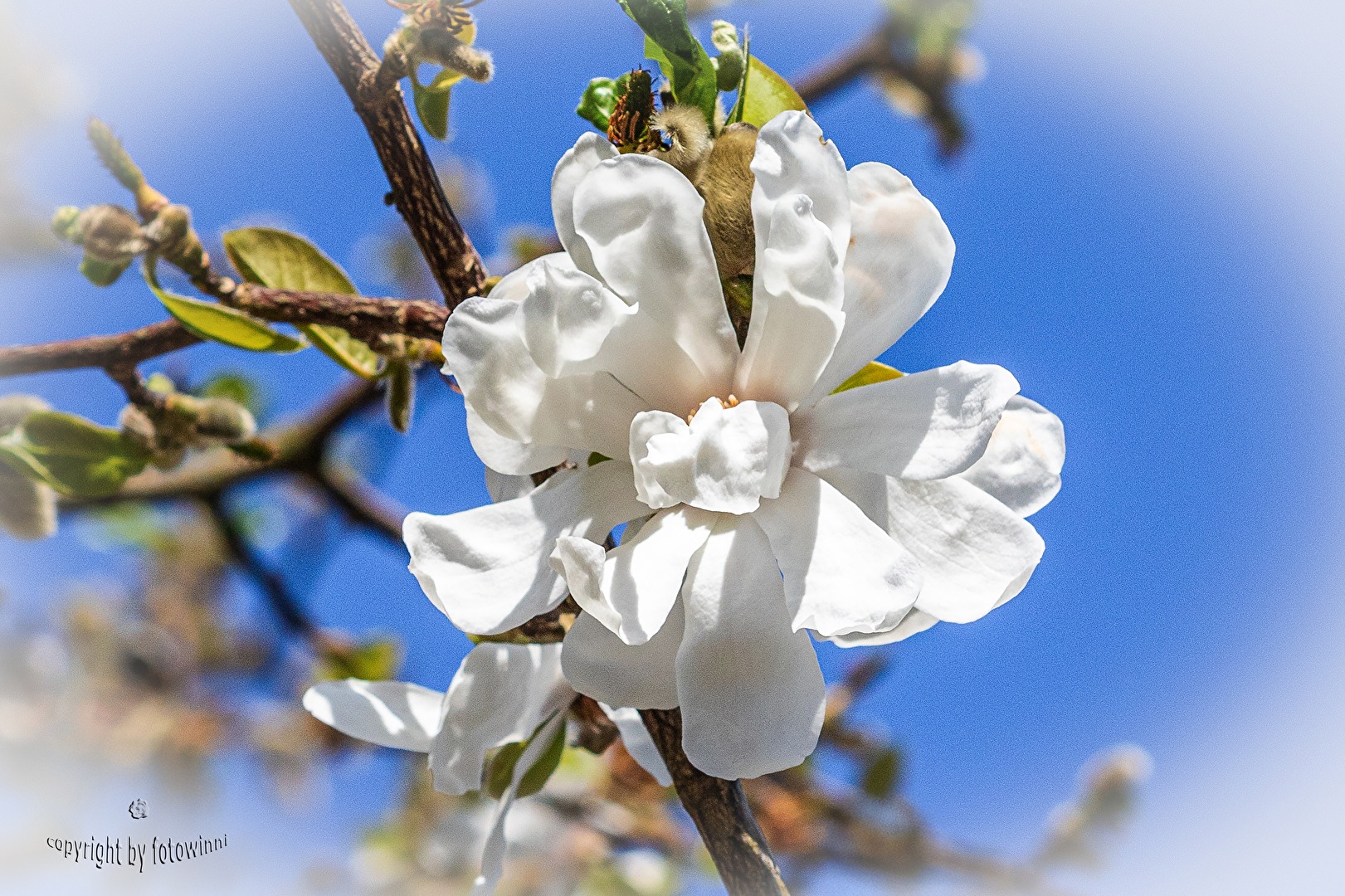 Sternmagnolie