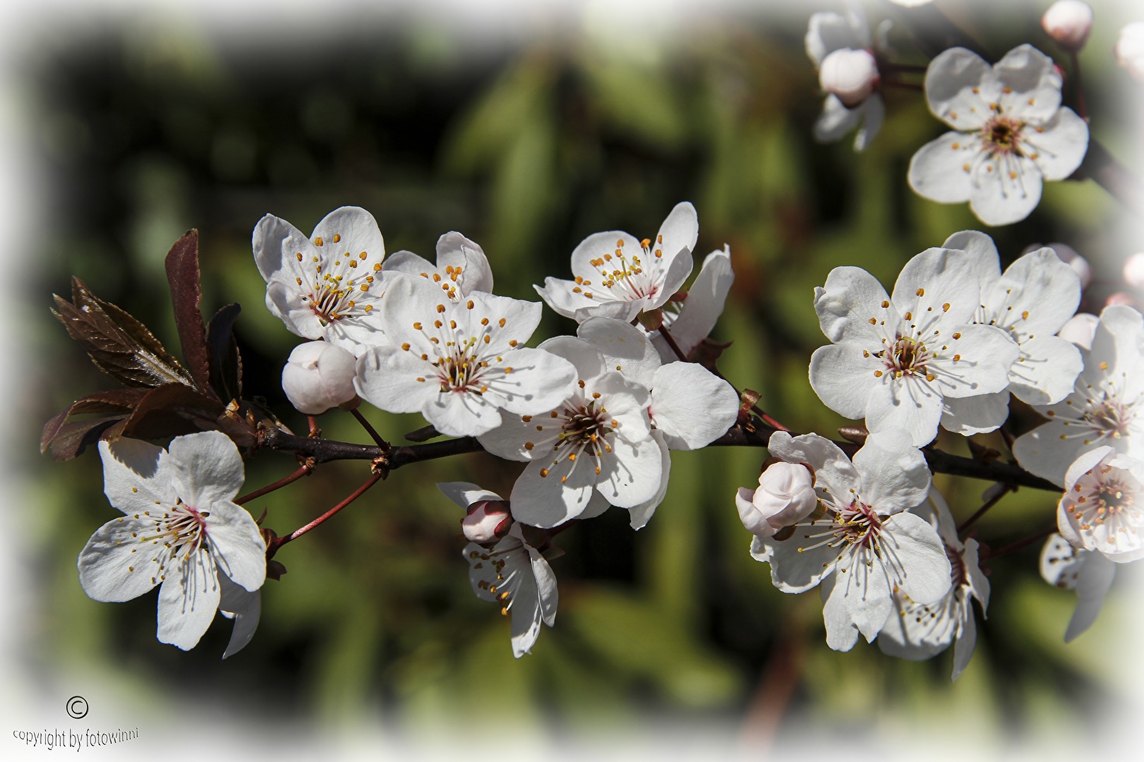 Frühling in Hannover