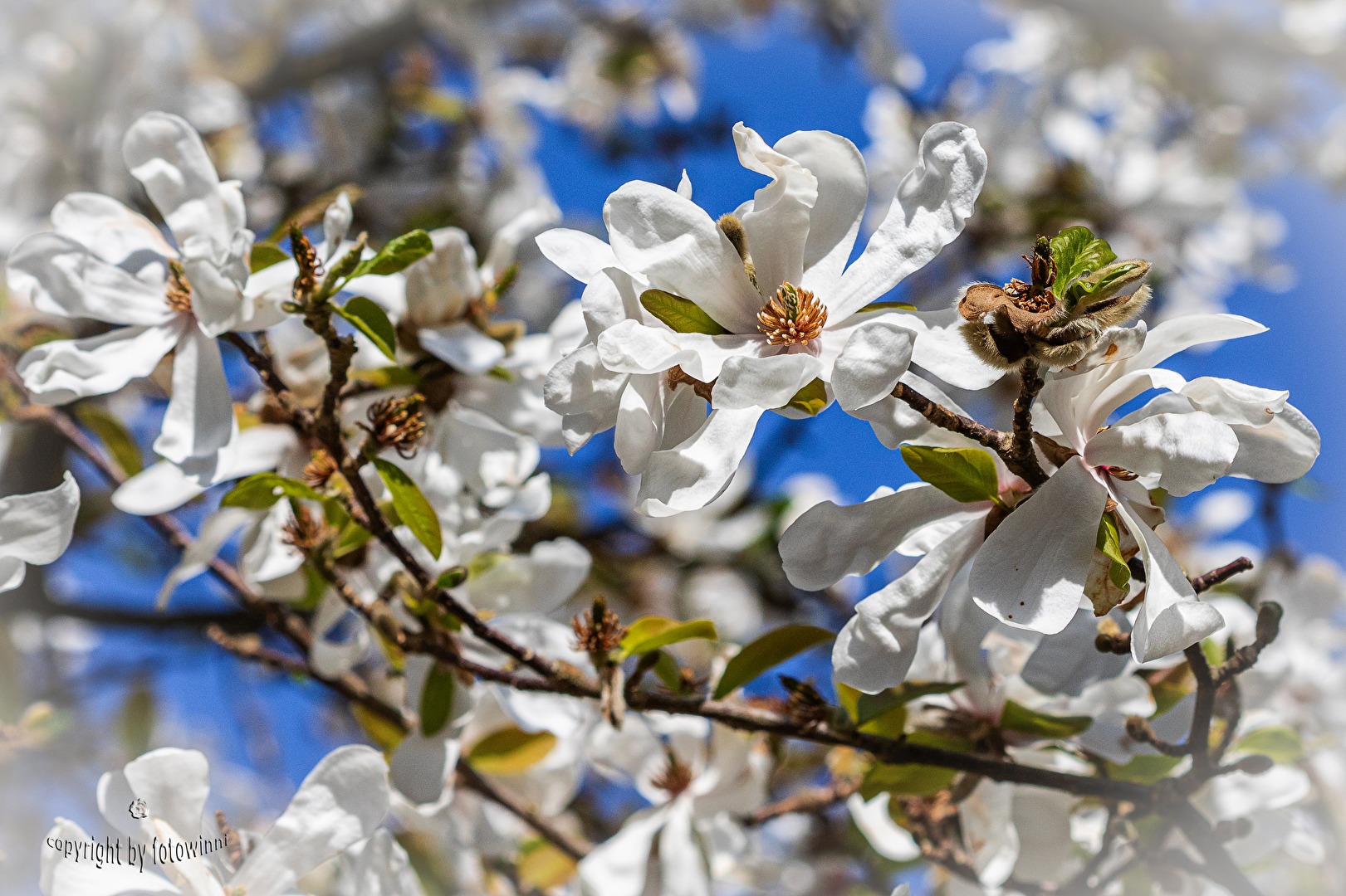 Magnolienblüten