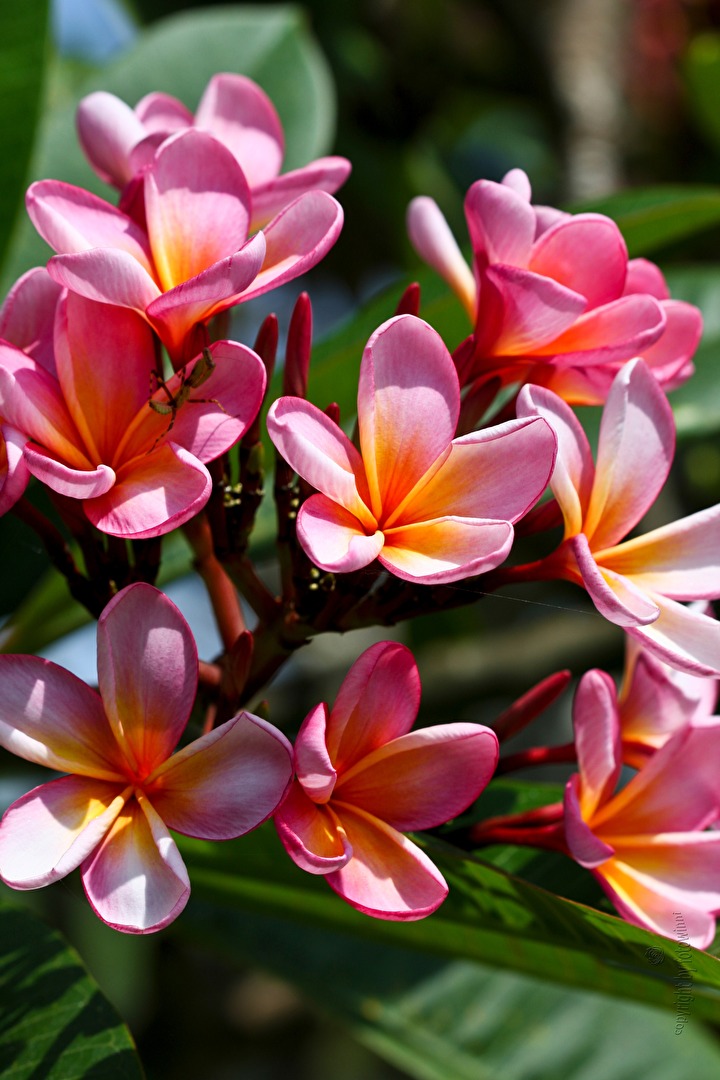Bali - Frangipaniblüten