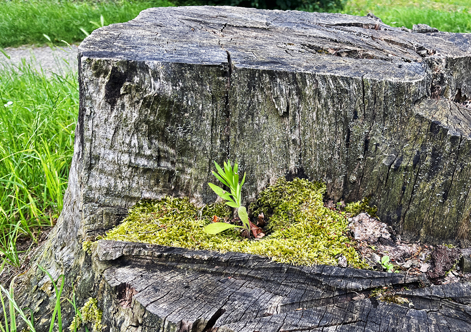 die Natur; Leben und Tot...