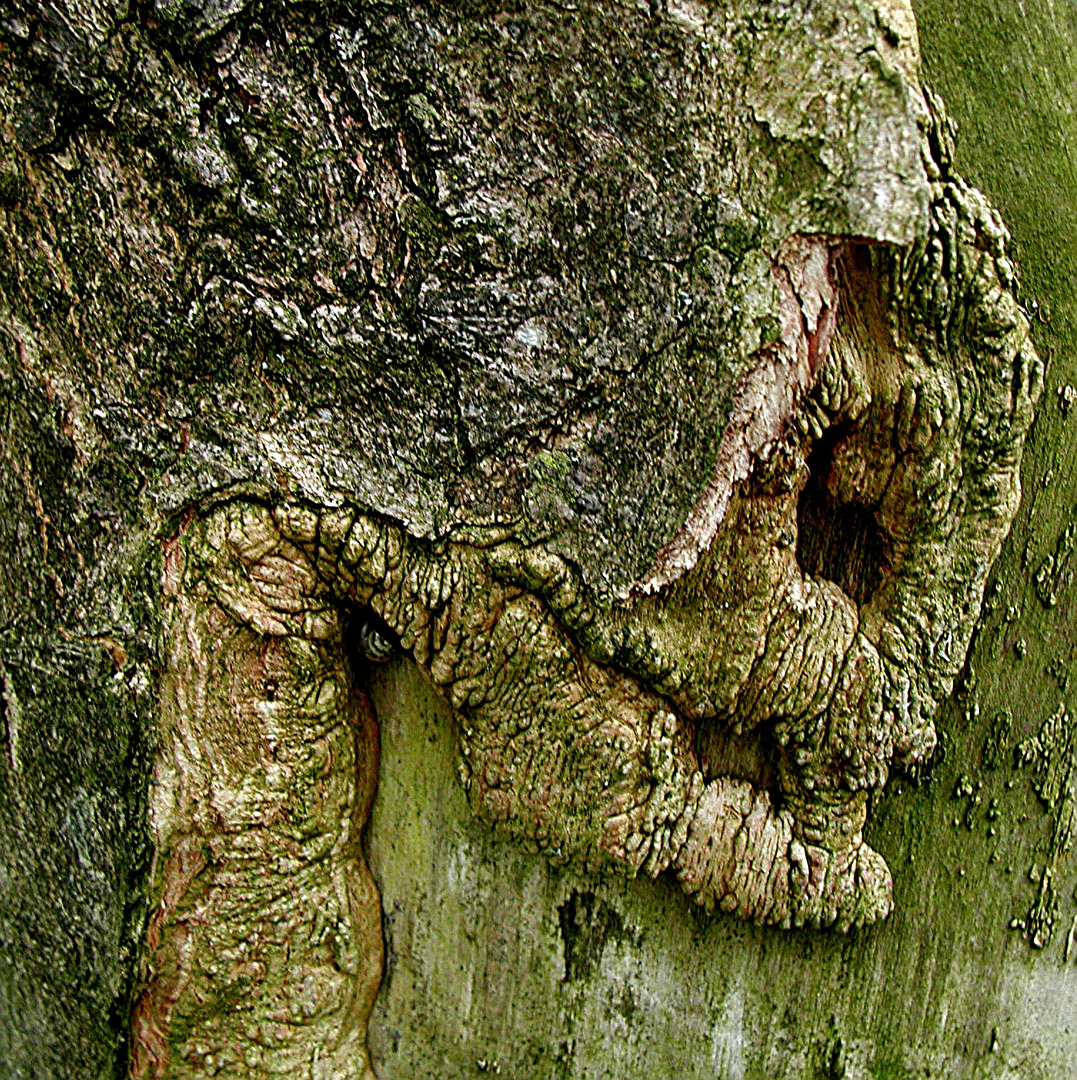 das BaumRINDENmonster