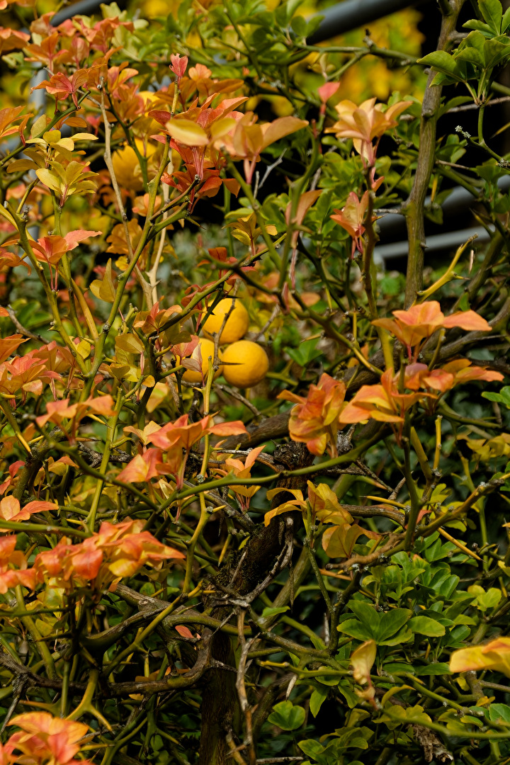 Zitronnenbaum