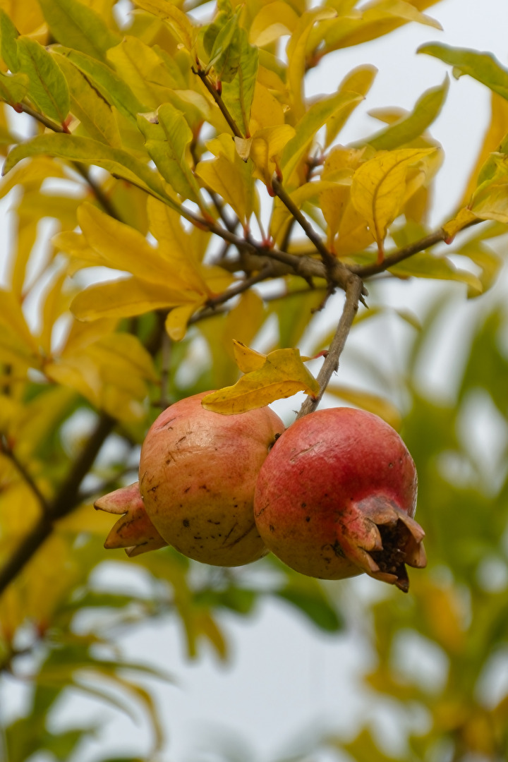 Granatäpfel