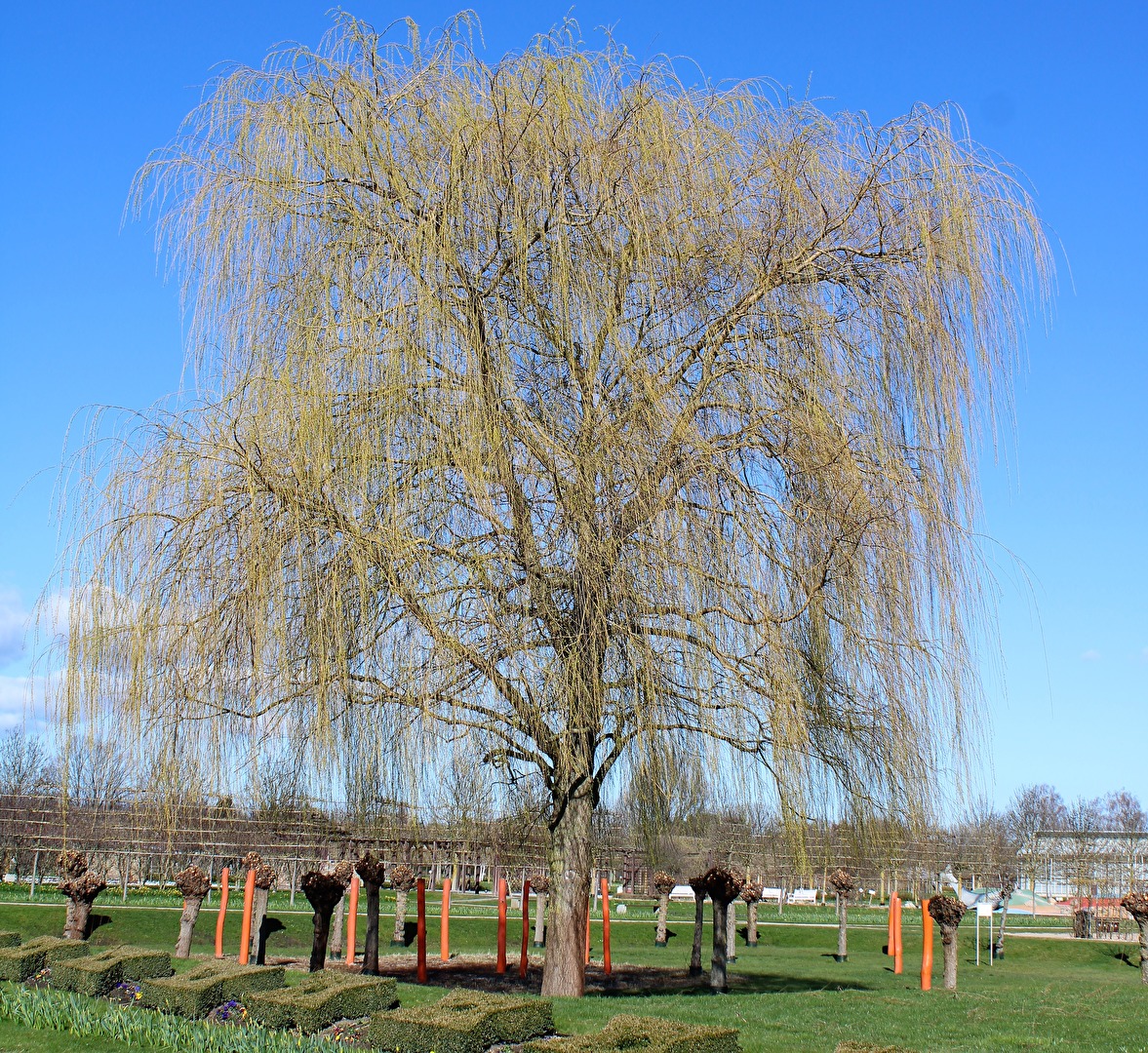 Bäume im Schlosspark