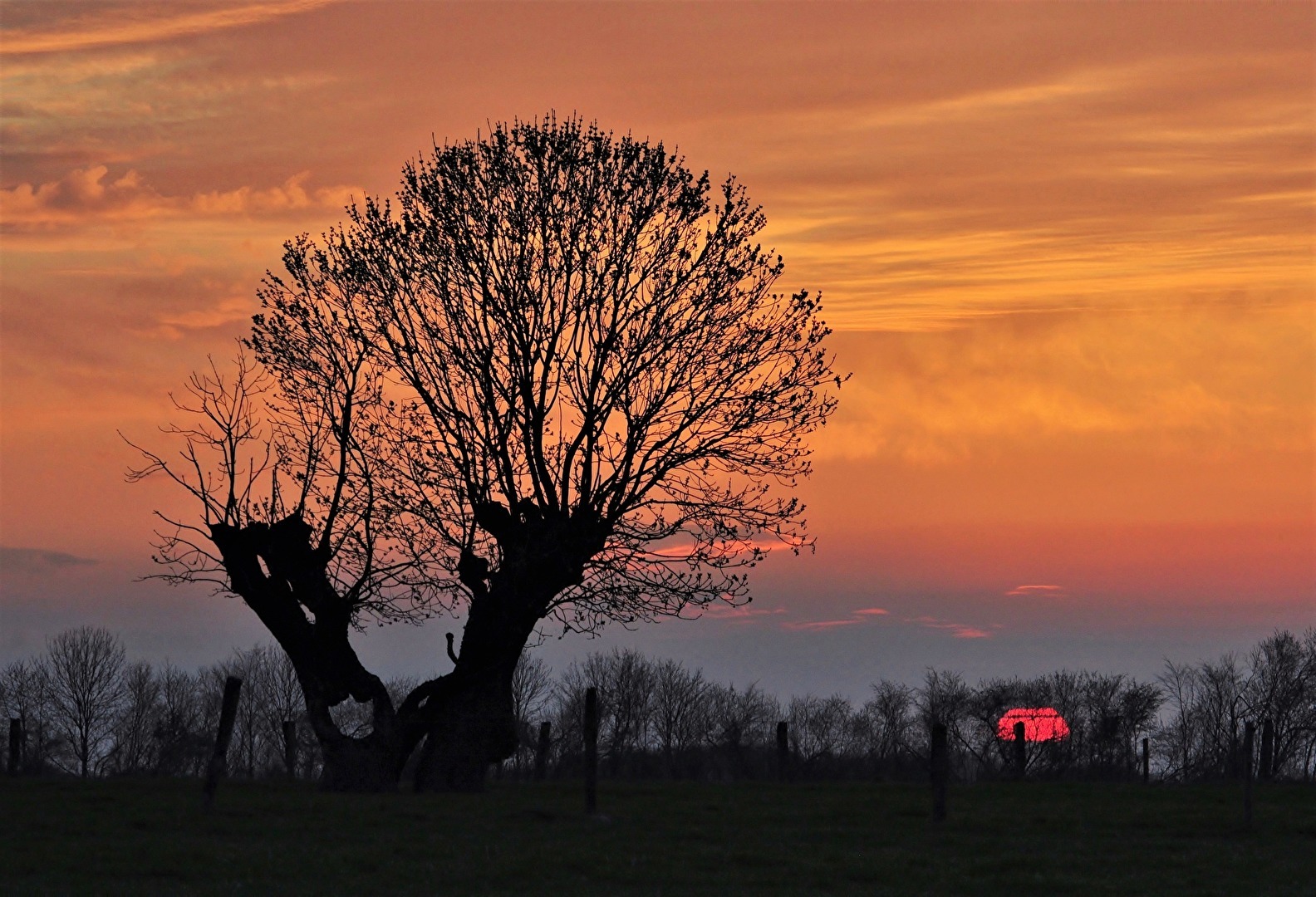 " Alt wie ein Baum ... " ( Die " Puhdys " )