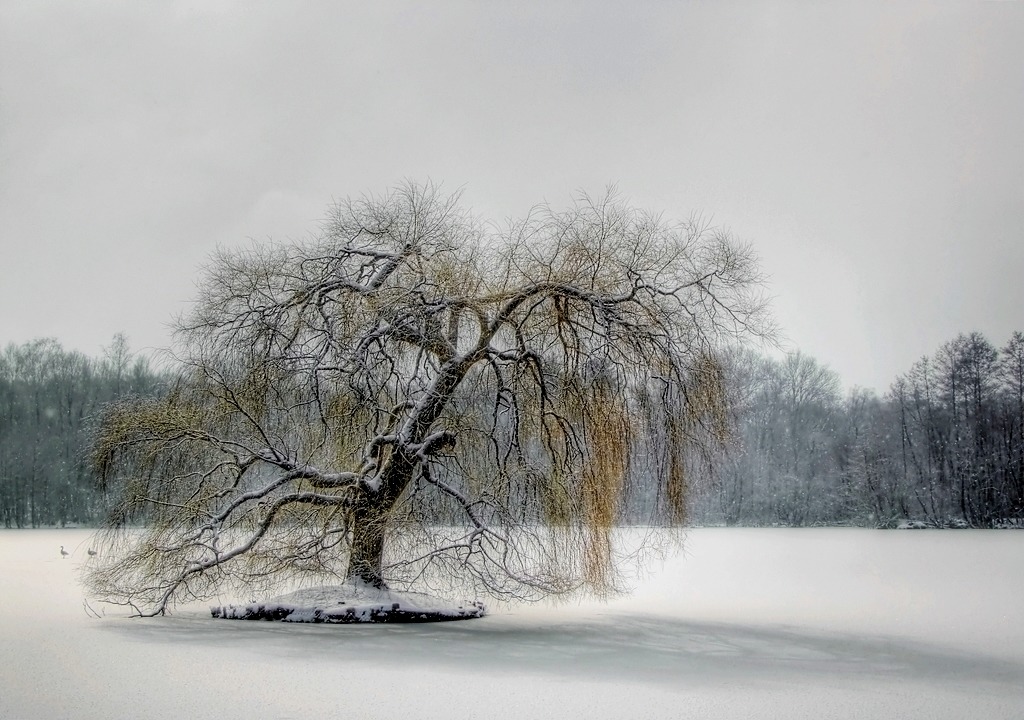 Mein Lieblingsbaum im Winter