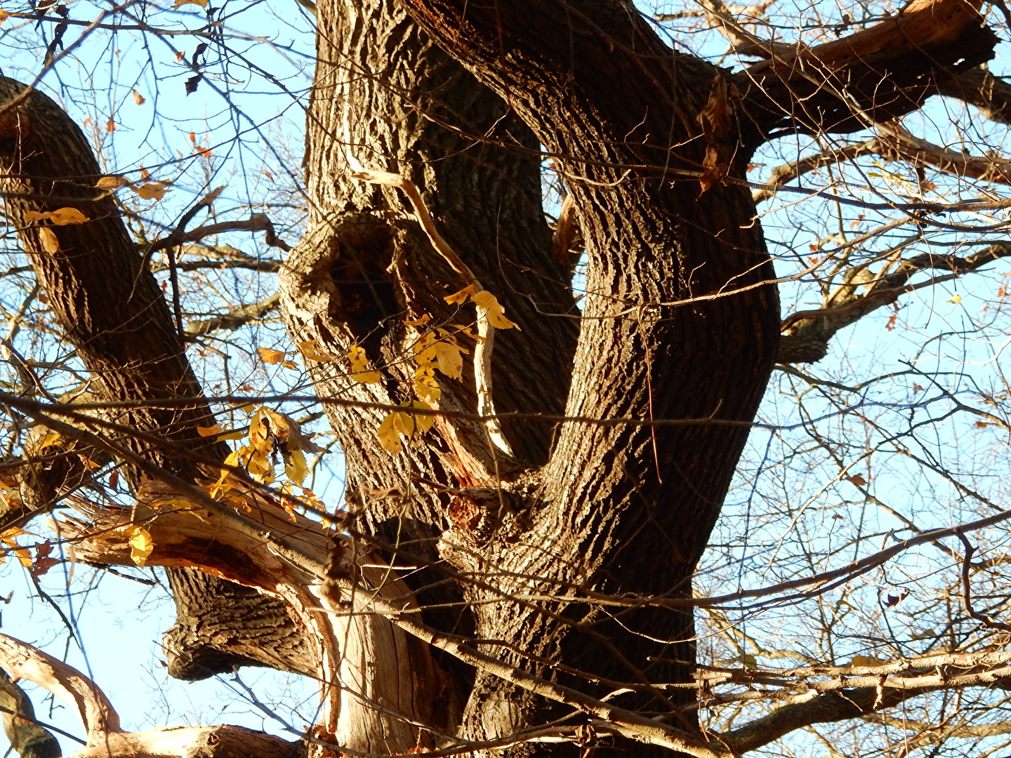 Formen von der Natur gemacht