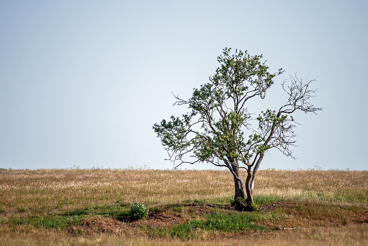 Mein Lieblingsbaum...