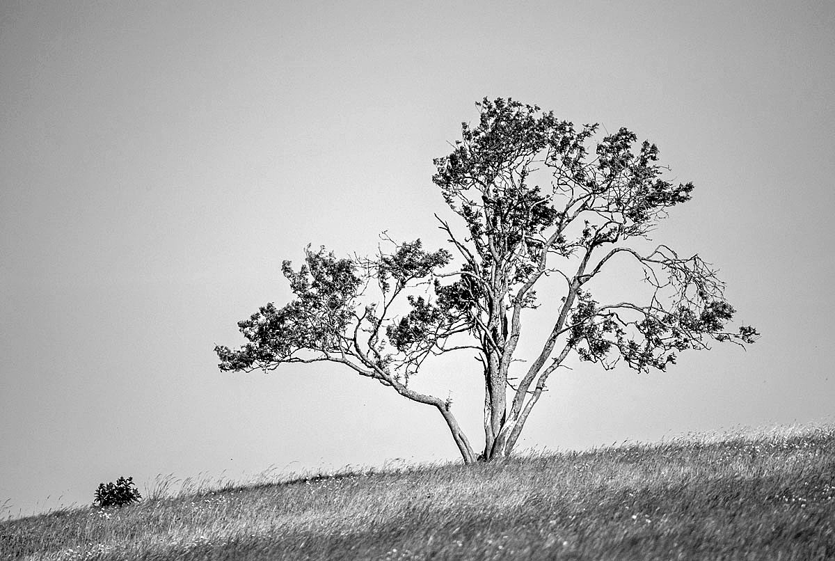 Einsam, aber er steht noch...