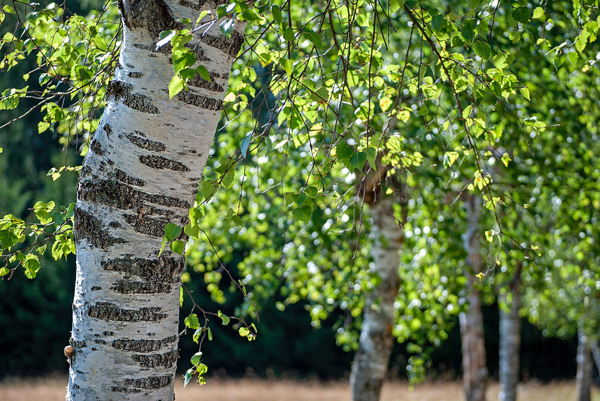 Sommer und Birken...