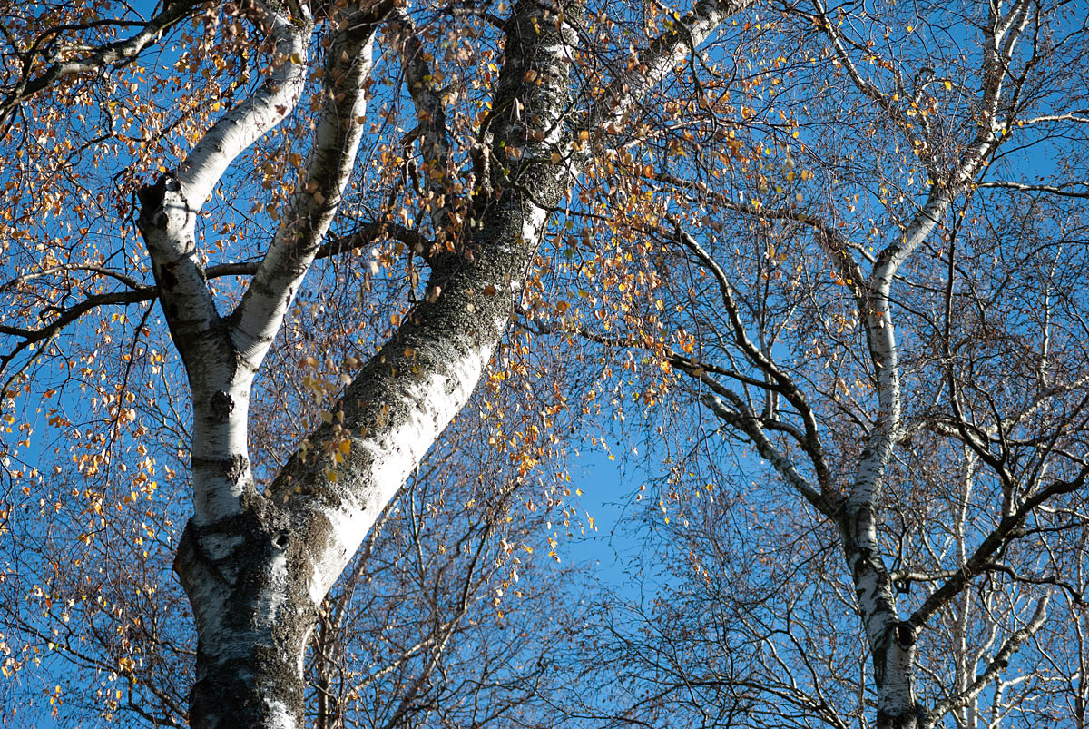 Herbst und Birken...