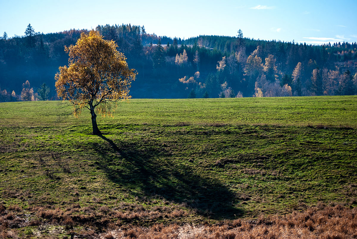 Der Baum und sein Schatten