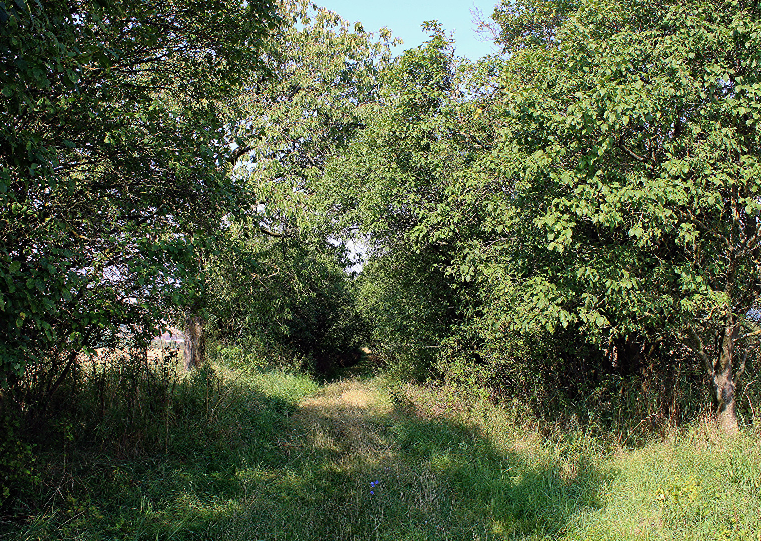 Ein Tunnel aus Bäumen