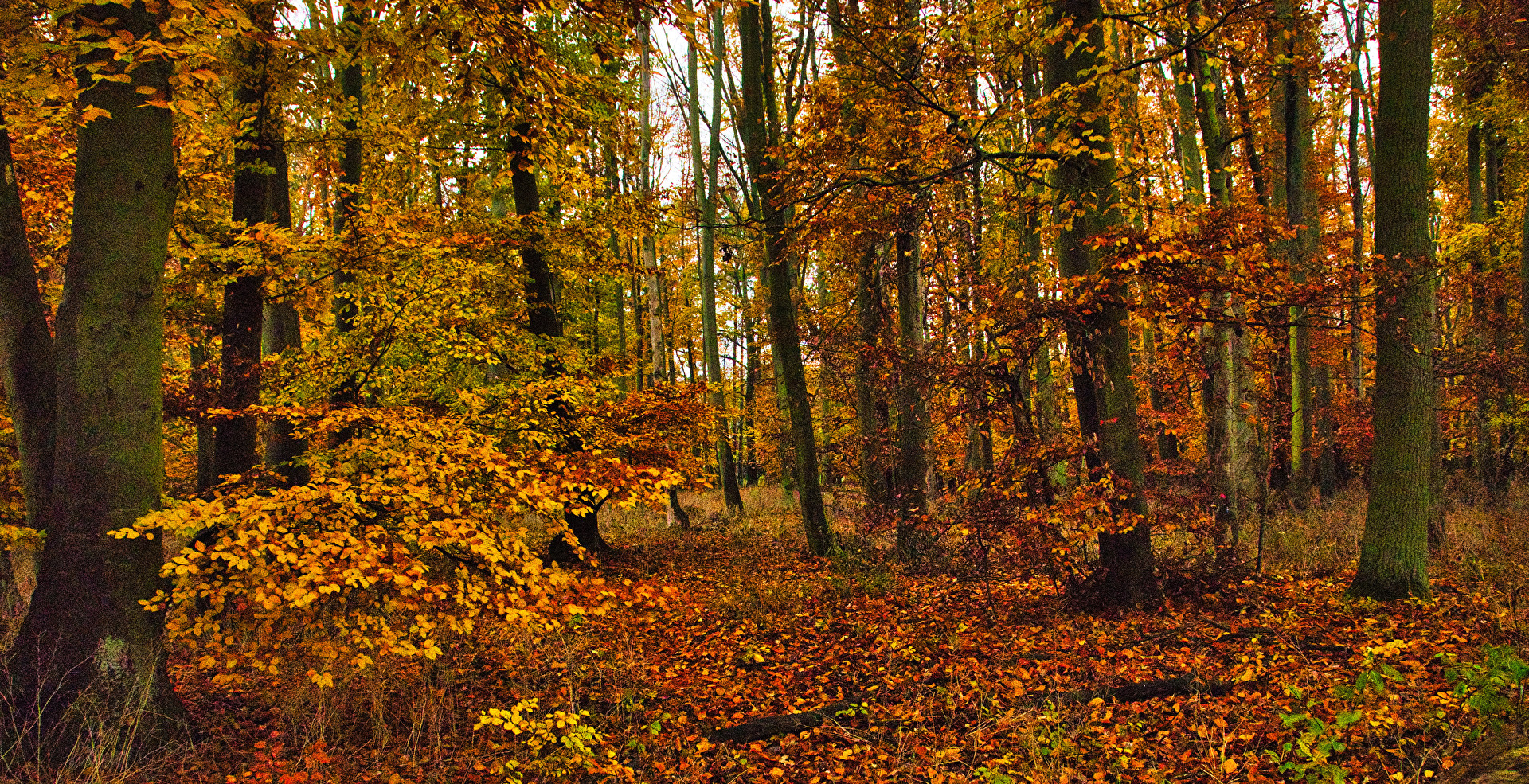 Laubbäume