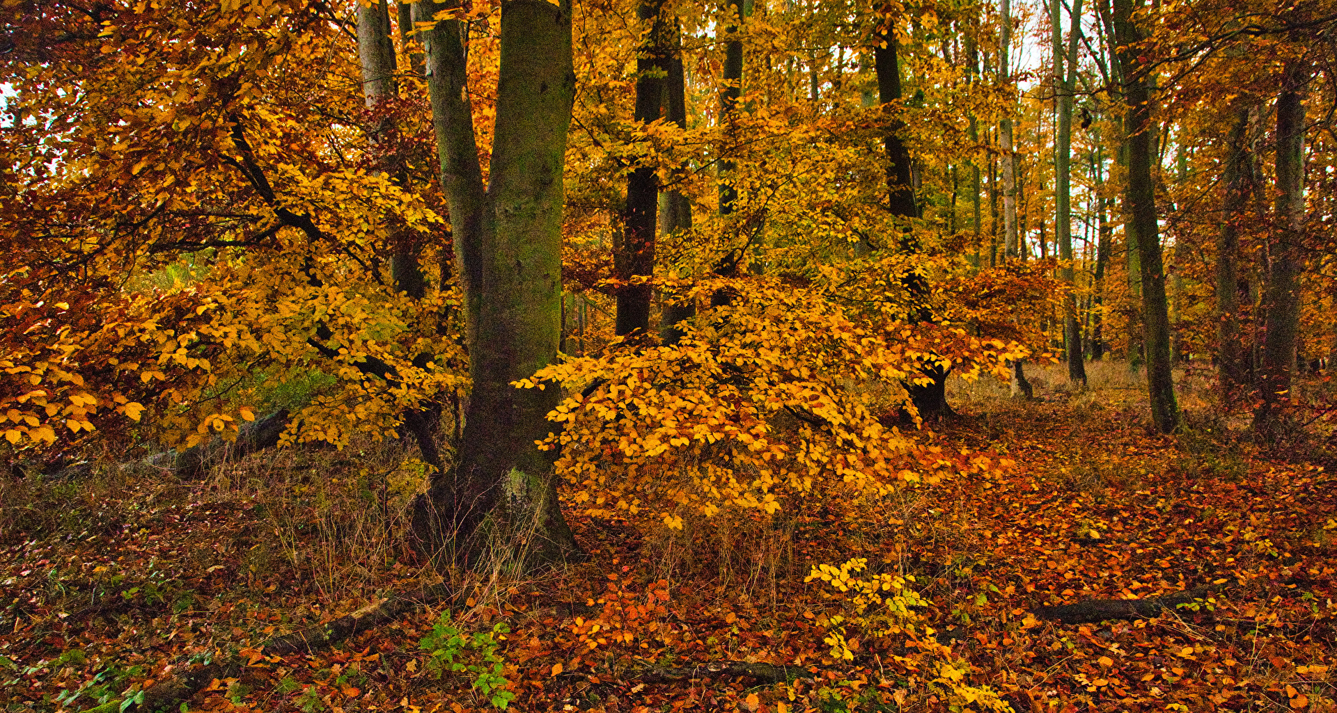 Laubbäume
