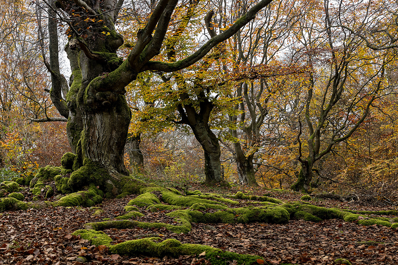 Begegnung mit "Ents" im Wald von Saba
