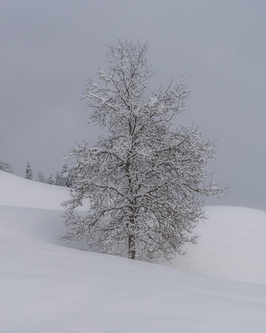 #Weiss eingeschneiter Laubbaum