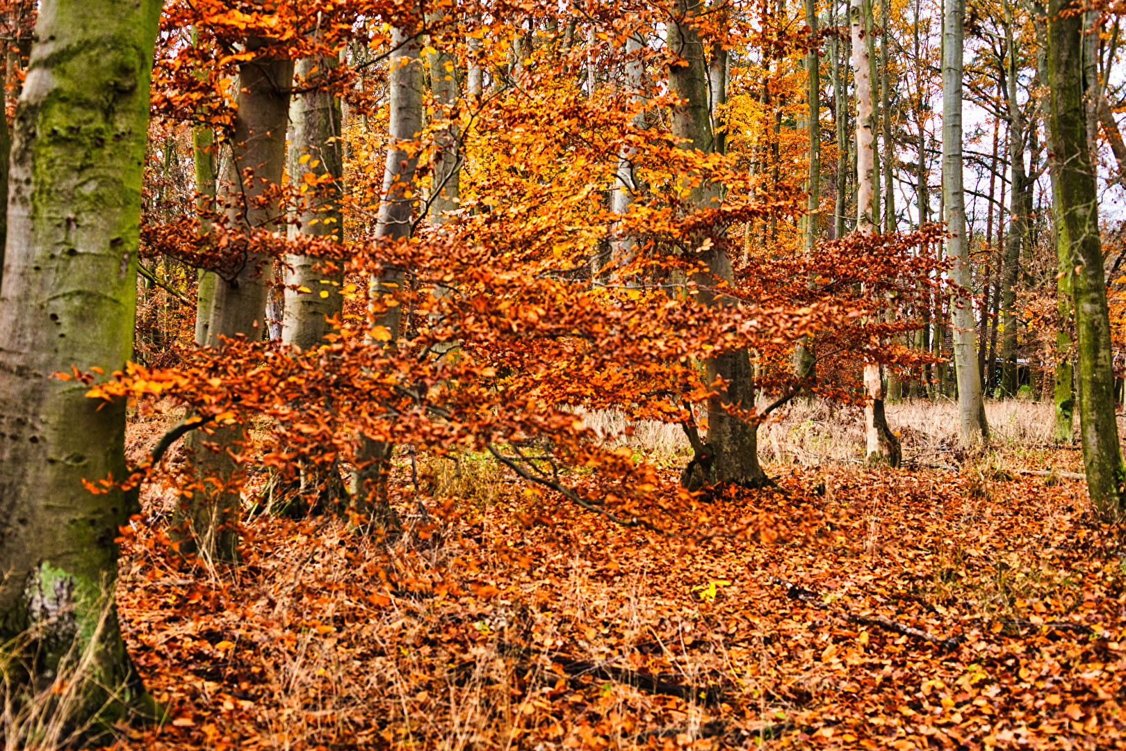 Laubbäume