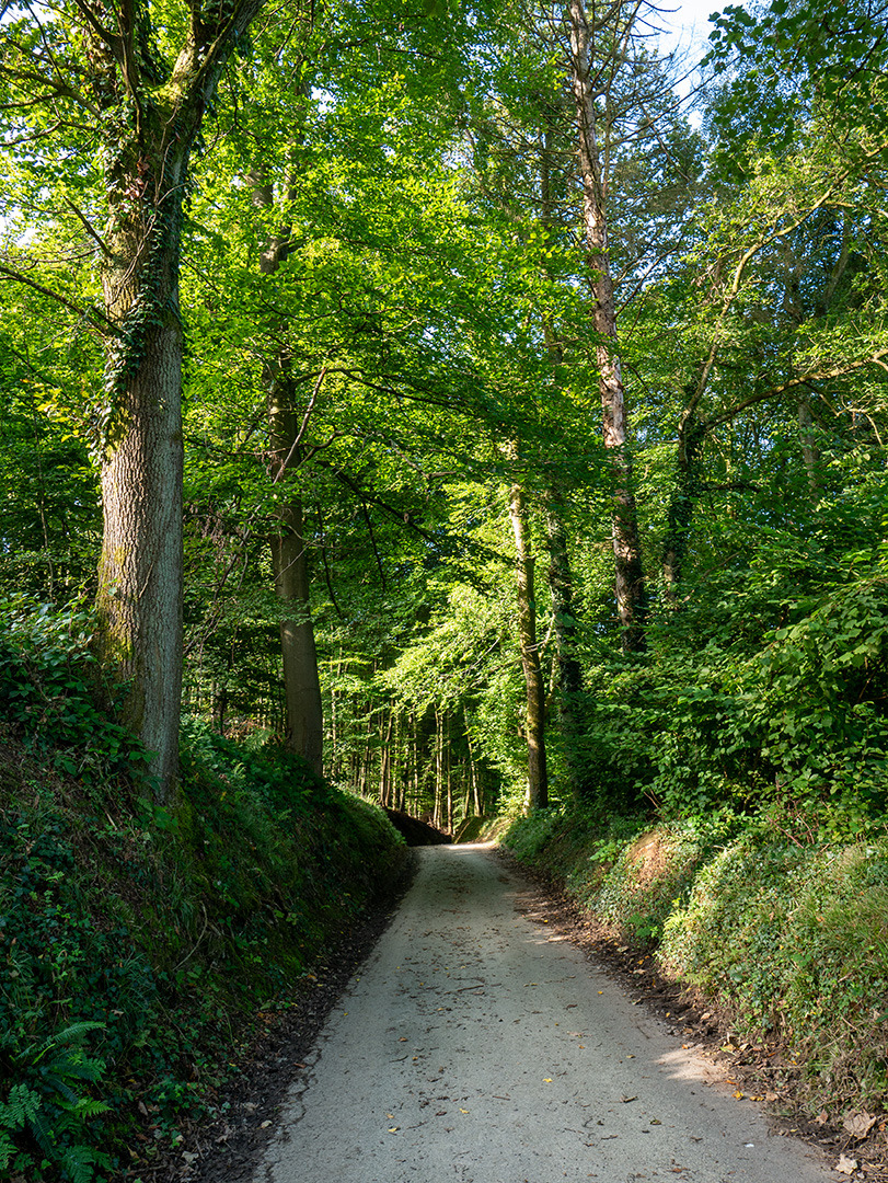 Weg durch den Wald