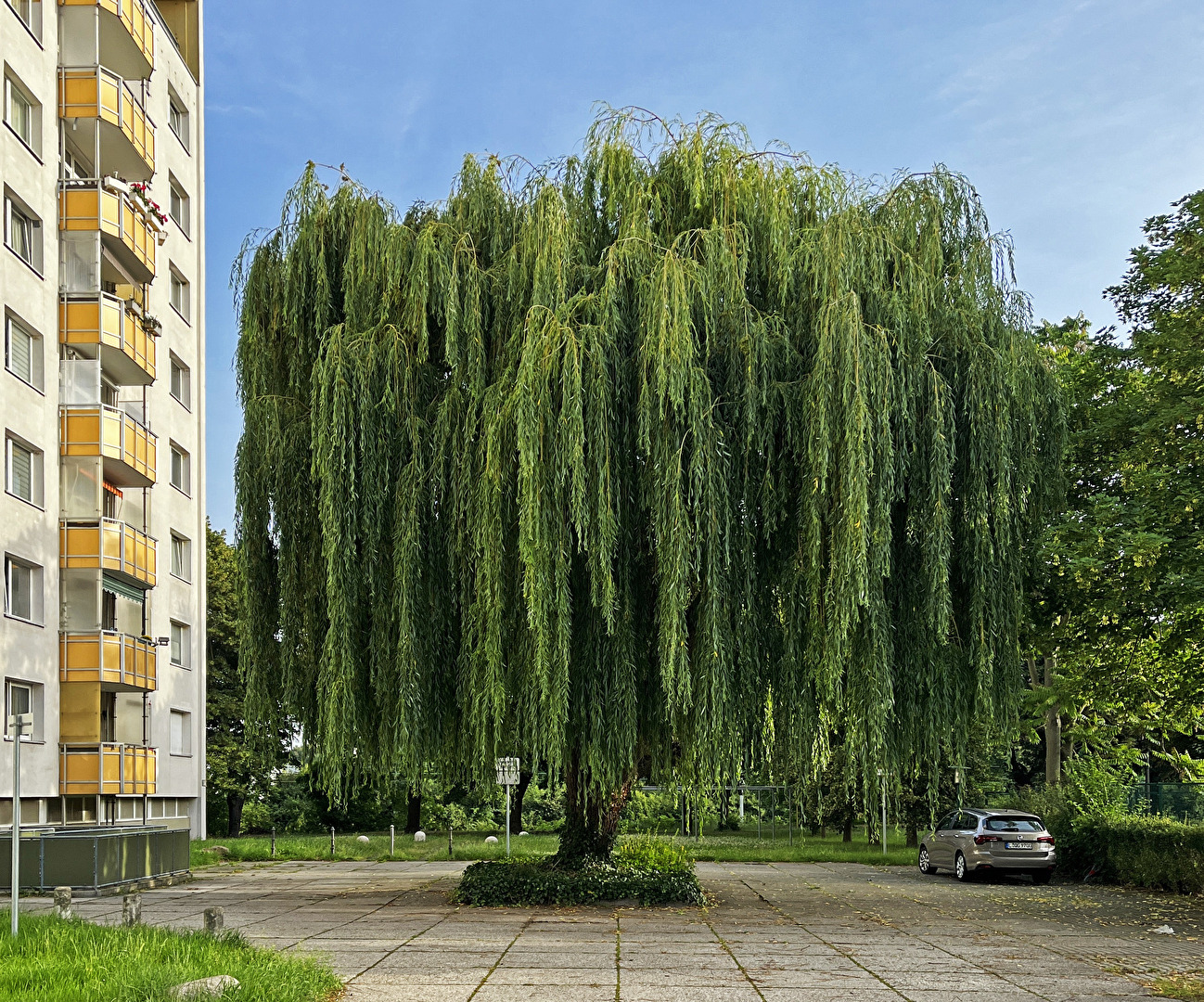 Mein Freund, der Baum...