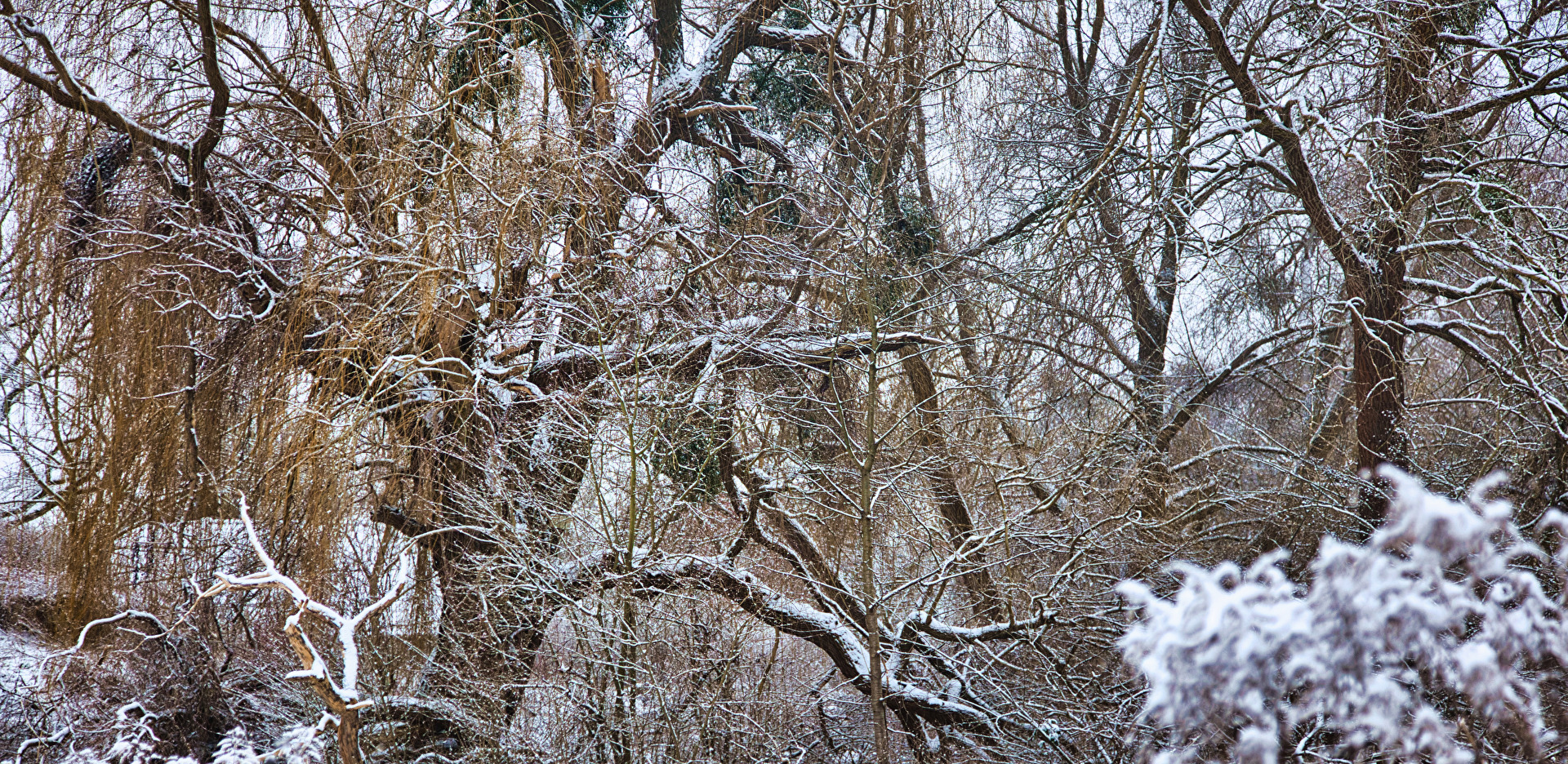 Laubbäume