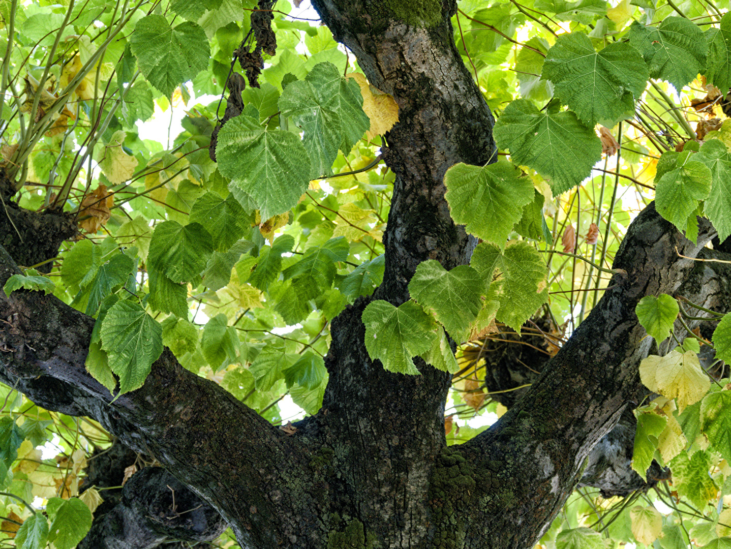 Baum 1