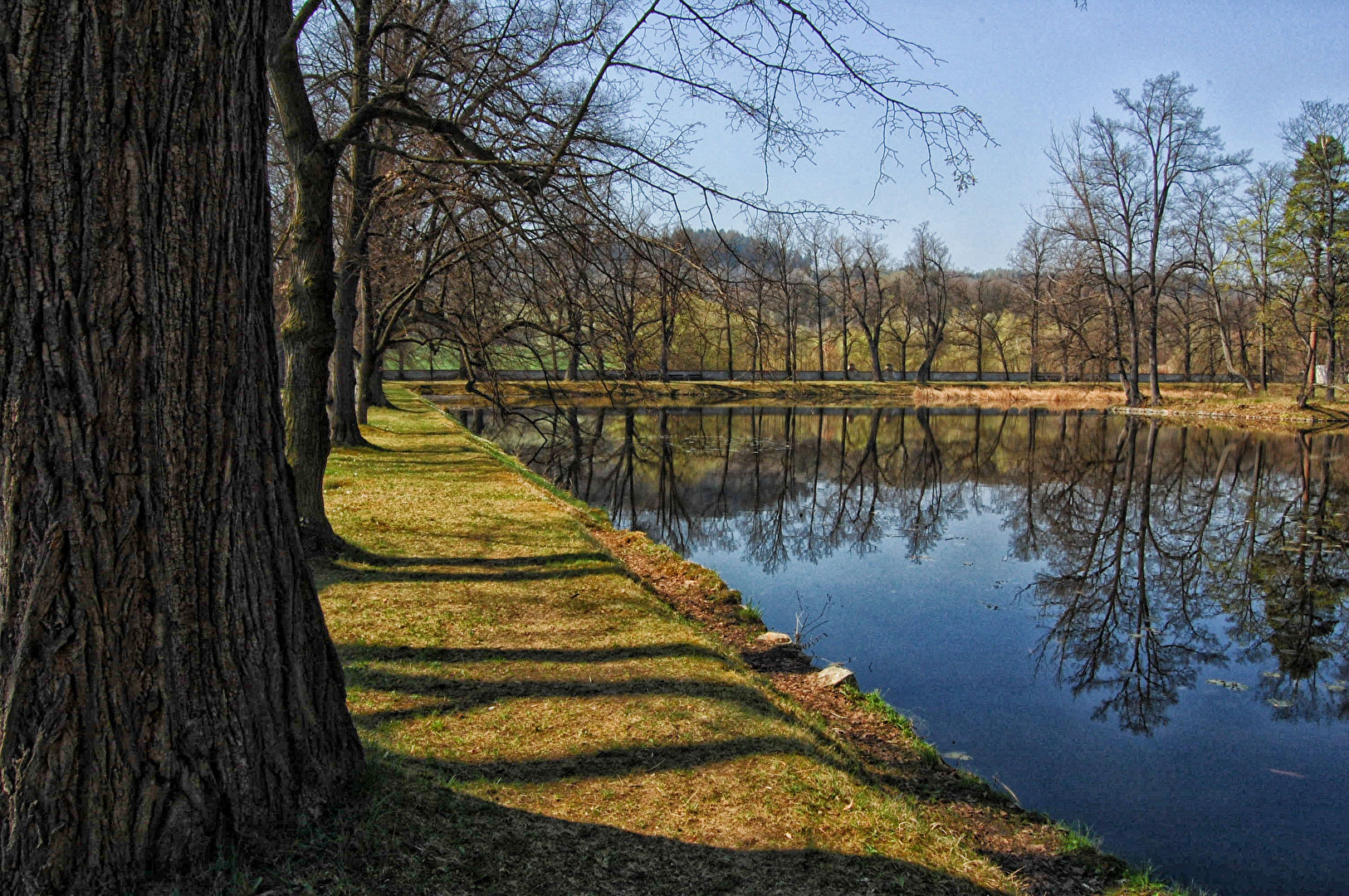 Bäume 3