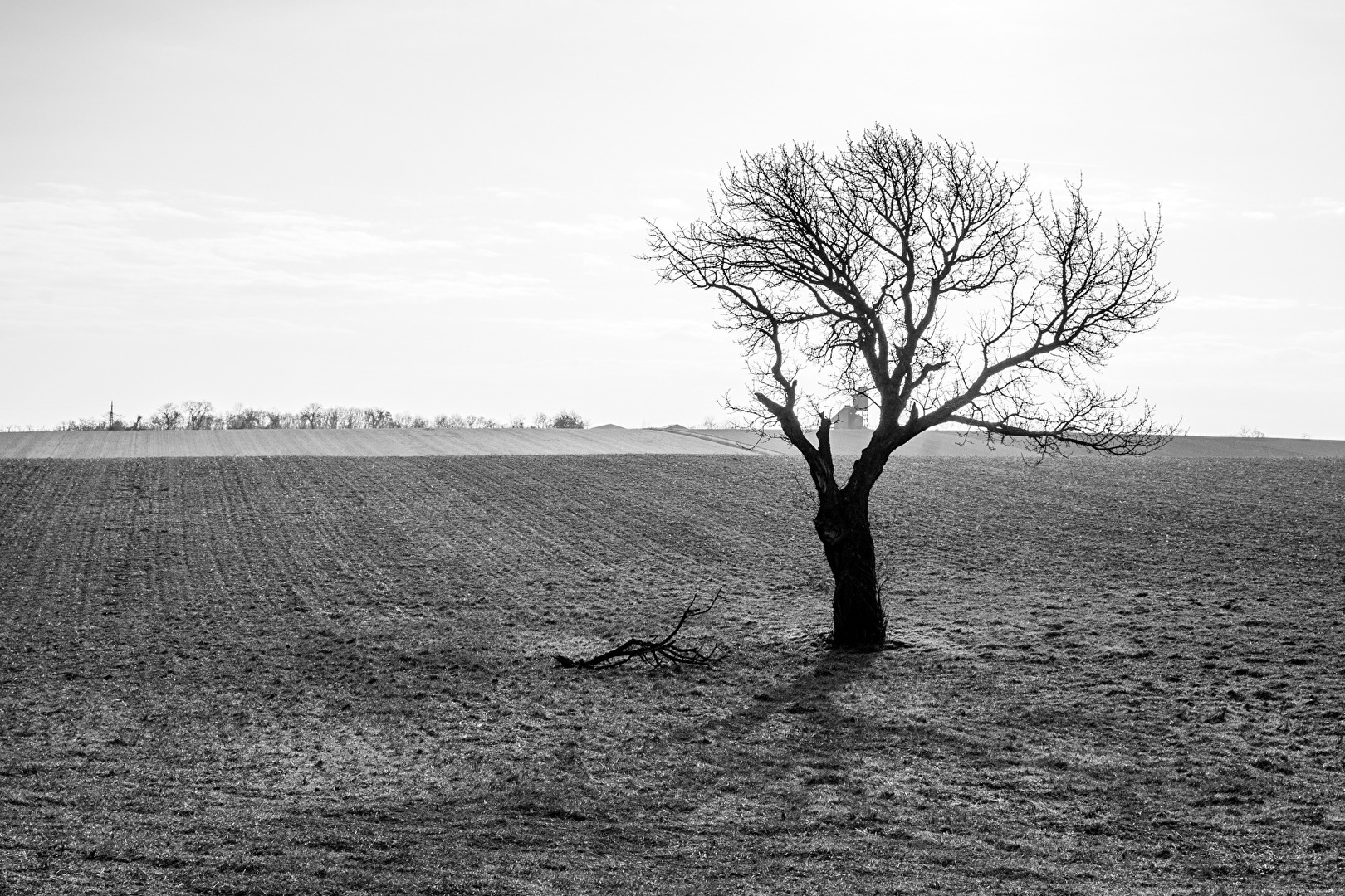 Winterbaum