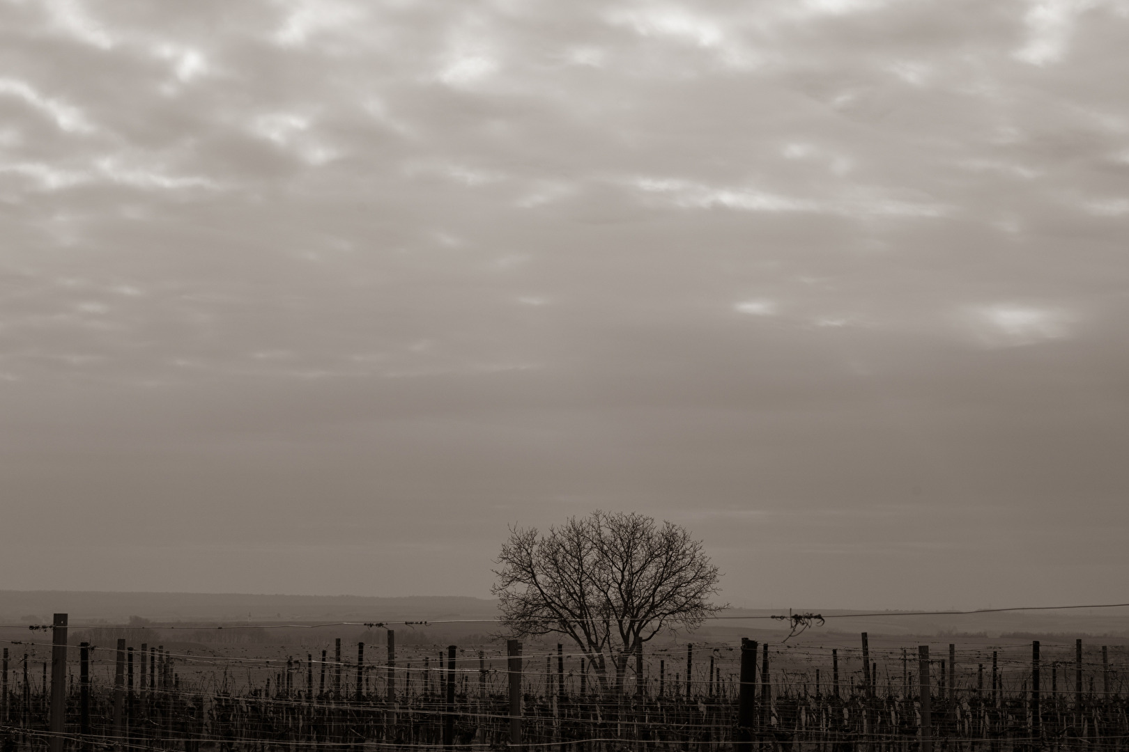 Weingarten - Baum