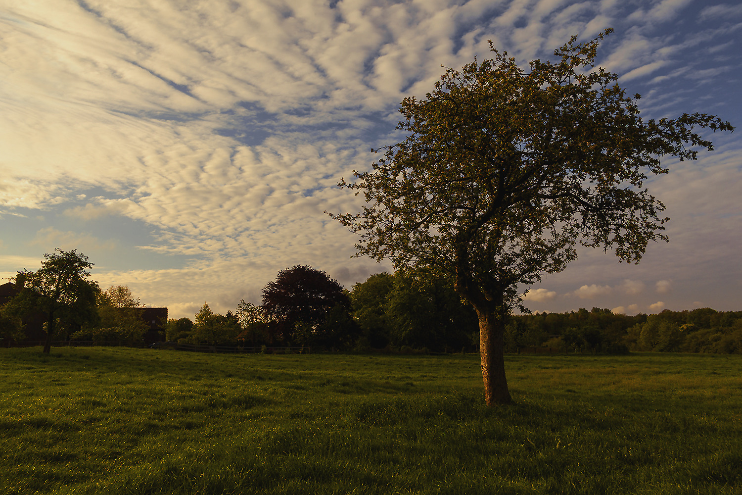 OLFEN IM MÜNSTERLAND