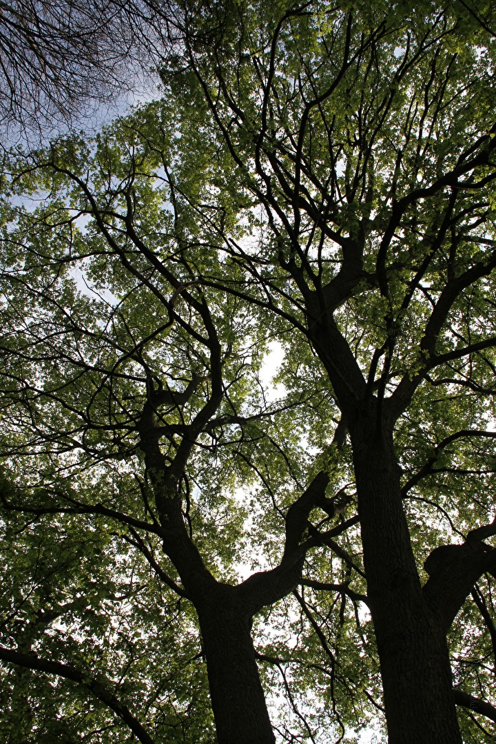 #Baum - Baumkronen