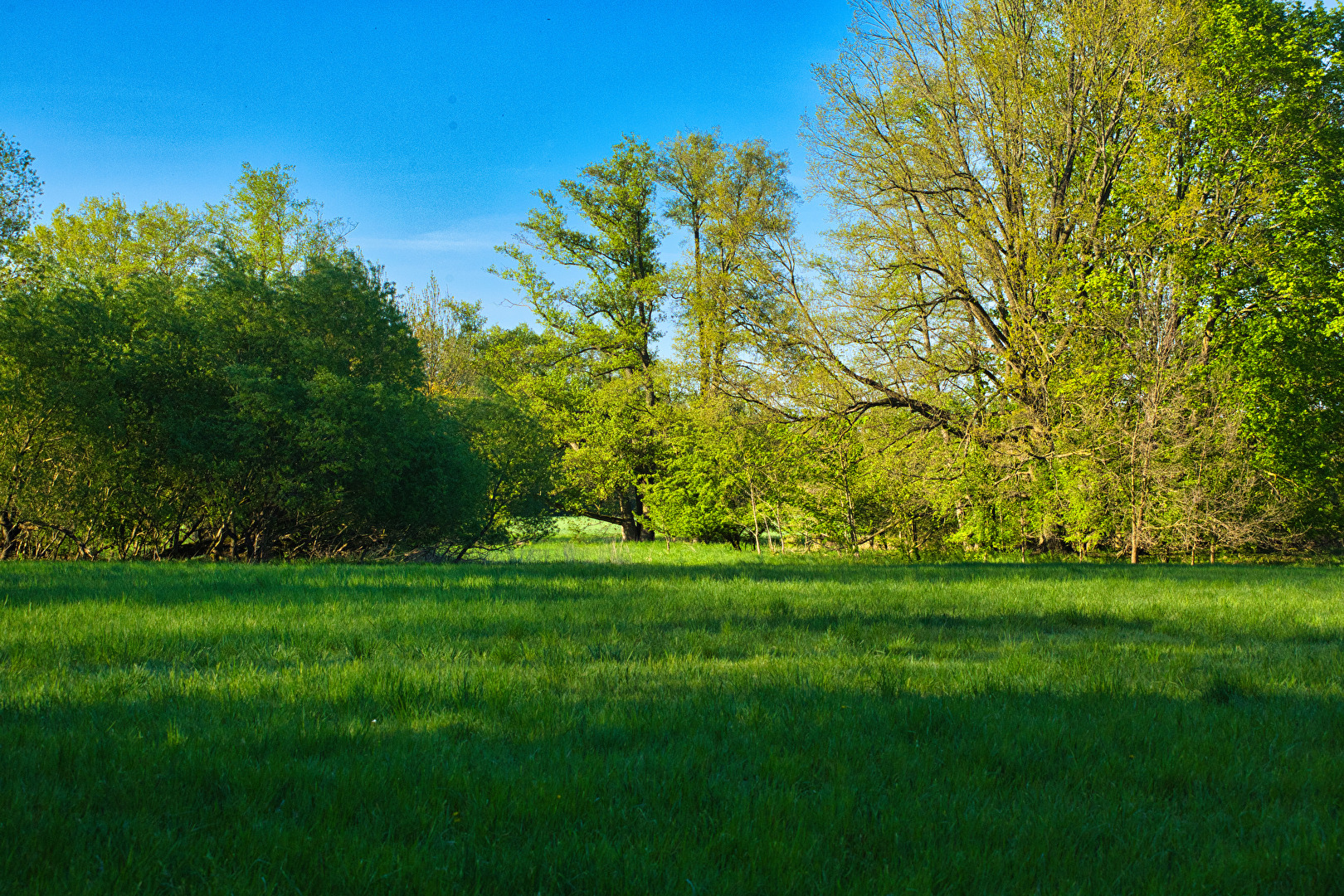 Laubbäume
