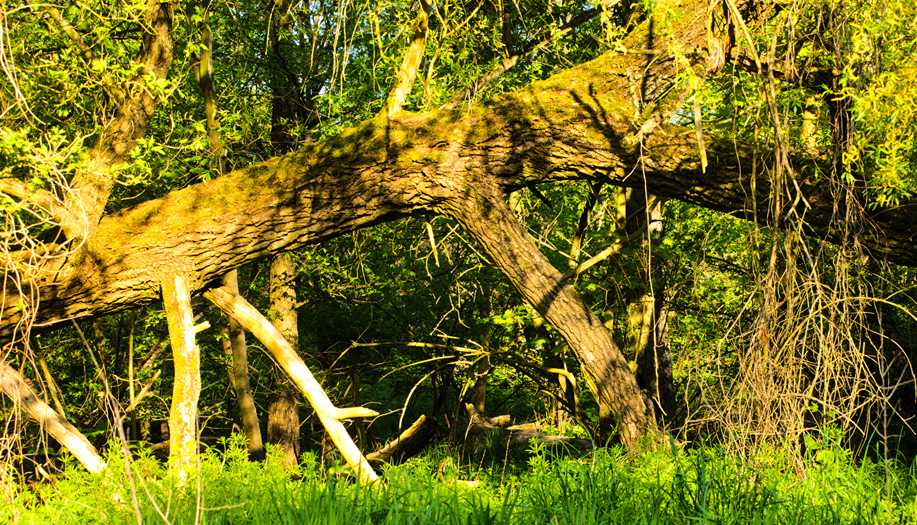 Laubbäume