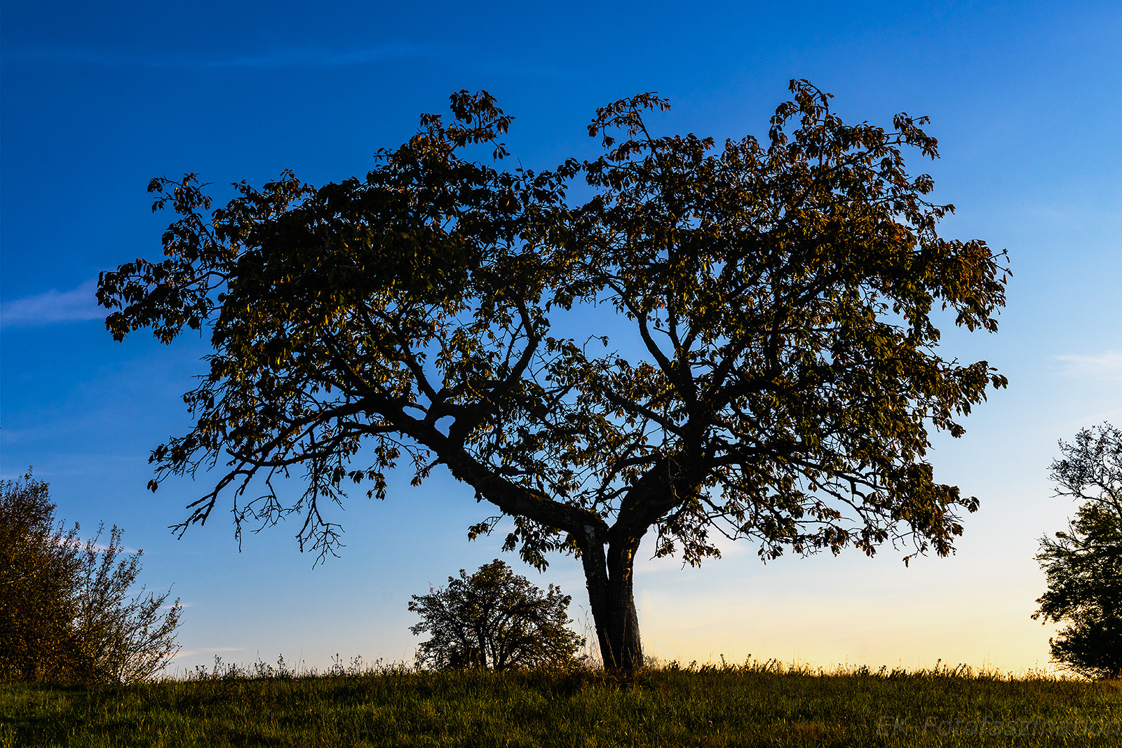 Apfelbaum